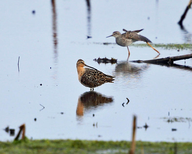 Short-billed Dowitcher - Limnodromus griseus