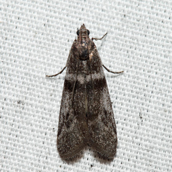 5653  Cranberry Fruitworm Moth  Acrobasis vaccinii