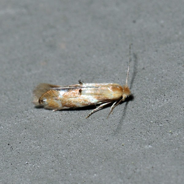 Bucculatrix sp.