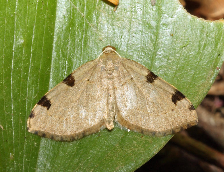 7647 - Three-Spotted Fillip - Heterophleps triguttaria