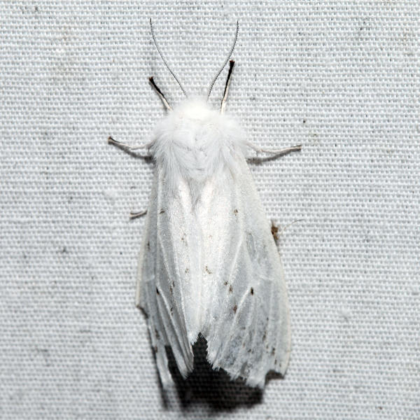 8134  Agreeable Tiger Moth  Spilosoma congrua