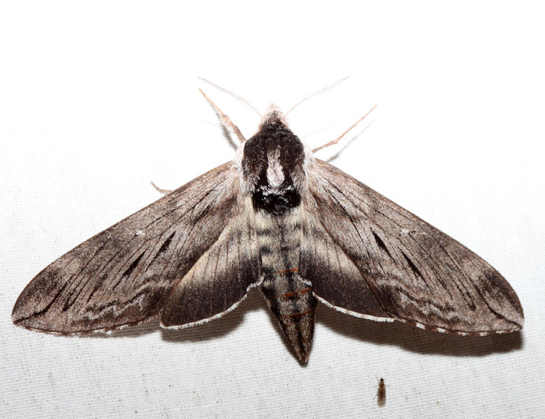7810.1  Northern Apple Sphinx  Sphinx poecila