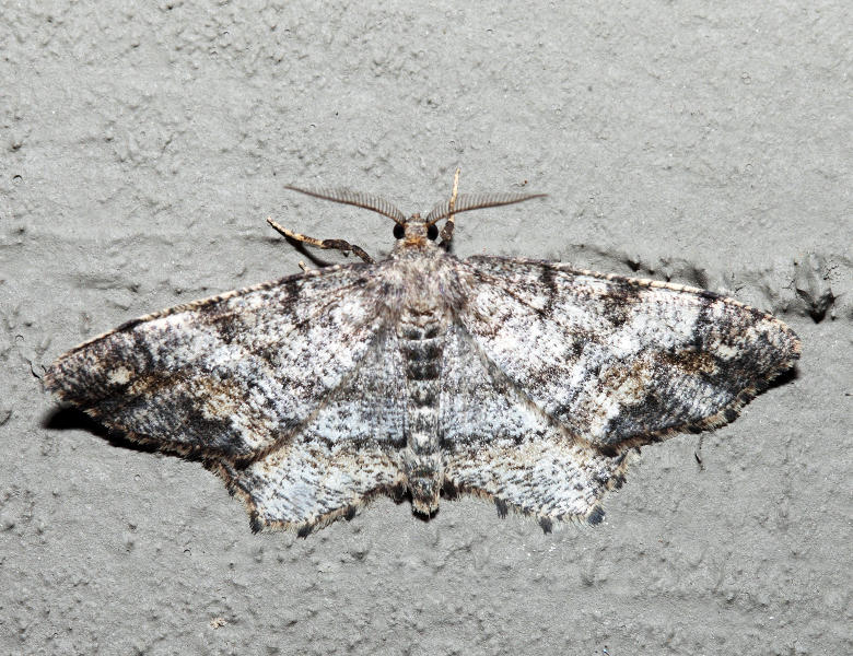 6654  One-spotted Variant  Hypagyrtis unipunctata