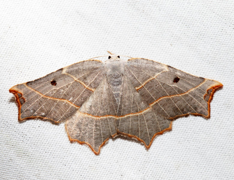 6819 - Pale Metanema - Metanema inatomaria