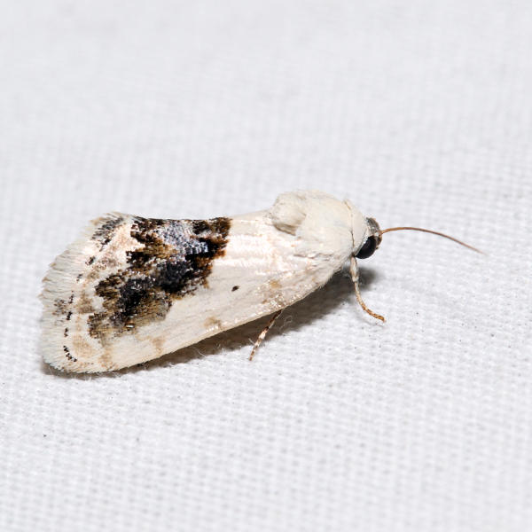 9095  Small Bird-dropping Moth  Ponometia erastrioides