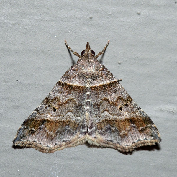 8338 - Dark-banded Owlet - Phalaenophana pyramusalis