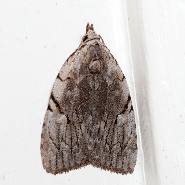 9662  Many-dotted Appleworm Moth  Balsa malana