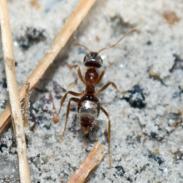 Odorous House Ant - Tapinoma sessile