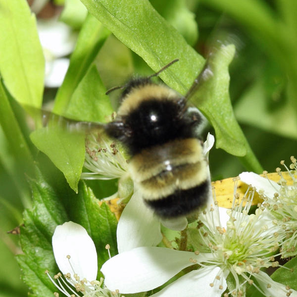 Yellow-banded Bumble Bee - Bombus terricola