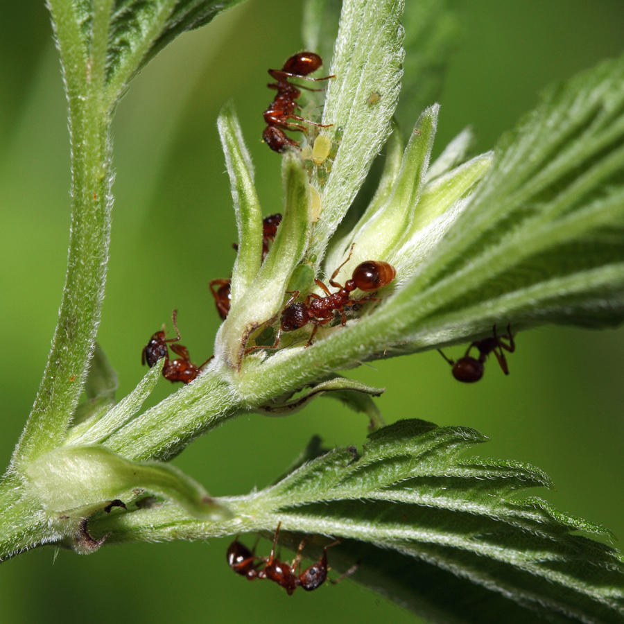 Pavement Ant - Tetramorium species-e