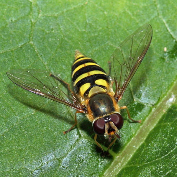 Syrphus sp.