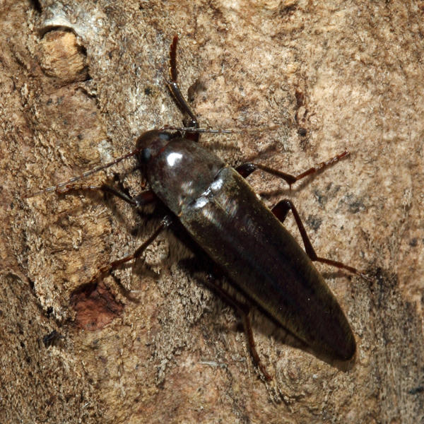 Enchodes sericea