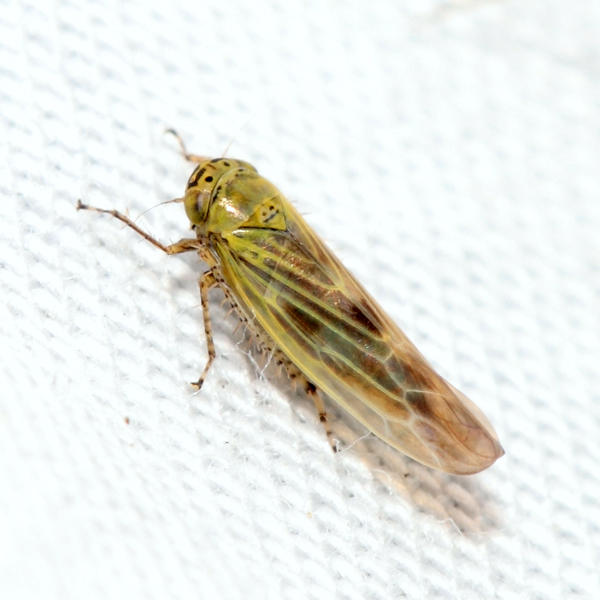 Aster Leafhopper - Macrosteles fascifrons