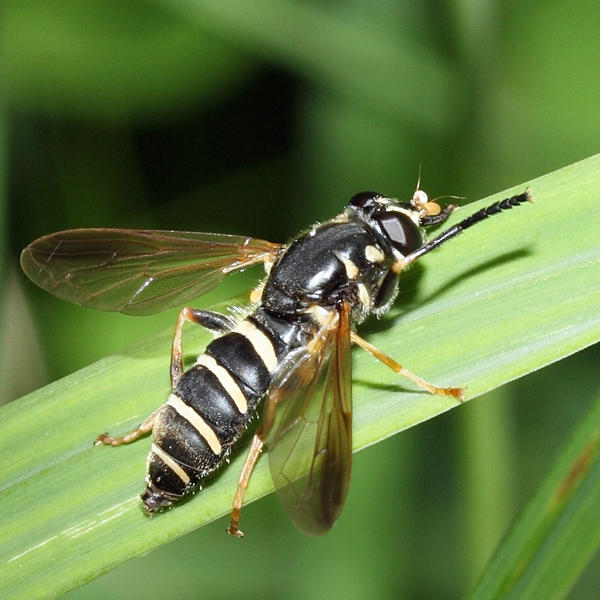 Temnostoma balyras