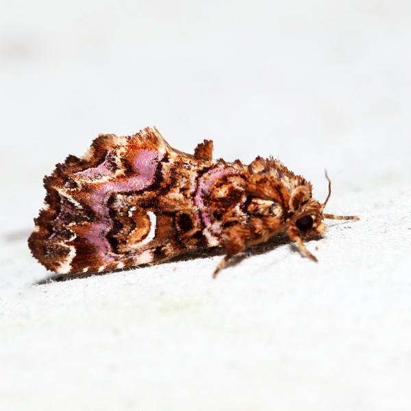 9631  Pink-shaded Fern Moth  Callopistria mollissima