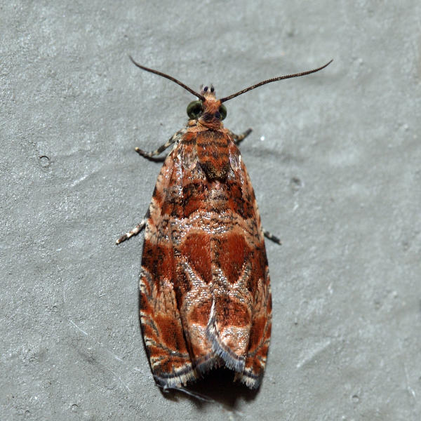  2826  Lacuna Moth  Olethreutes lacunana