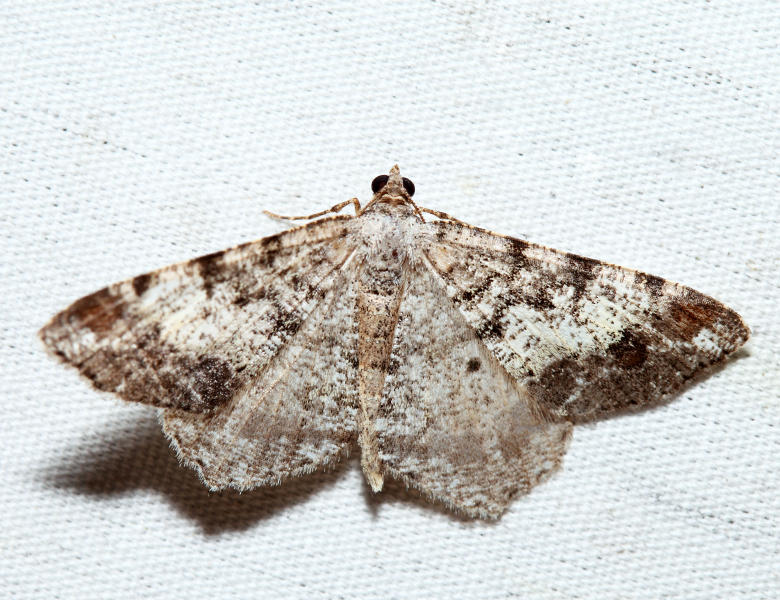  6352  Granite Moth  Macaria granitata