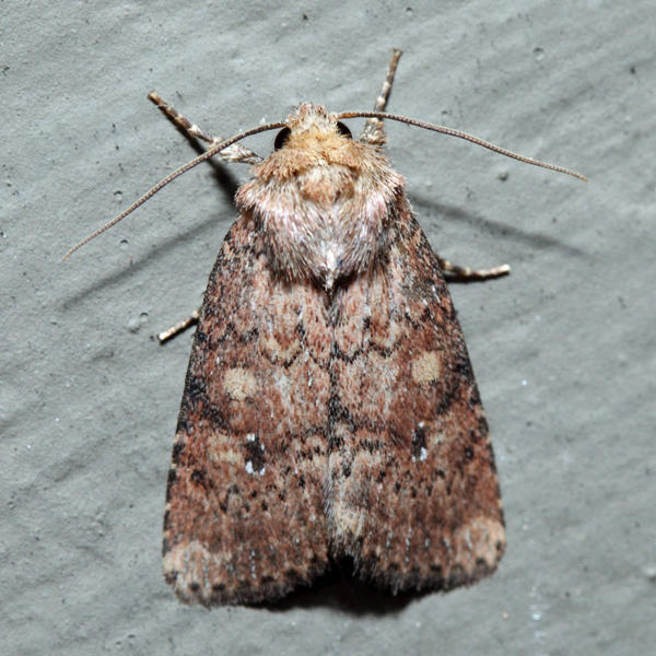 10532  Northern Scurfy Quaker  Homorthodes furfurata