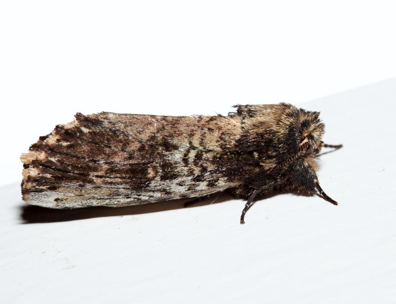  8005  Morning-glory Prominent  Schizura ipomoeae