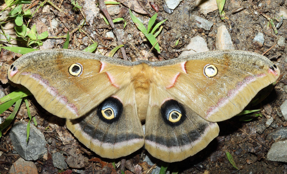 7757 - Polyphemus Moth - Antheraea polyphemus