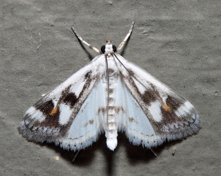 4759 - Polymorphic Pondweed Moth - Parapoynx maculalis