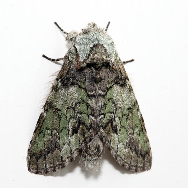 7975  Mottled Prominent  Macrurocampa marthesia