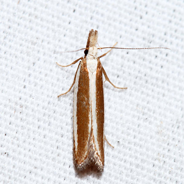 2282  Juniper Webworm Moth  Dichomeris marginella