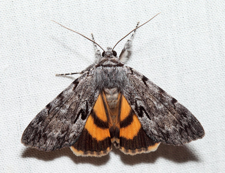 8846  Sordid Underwing  Catocala sordida