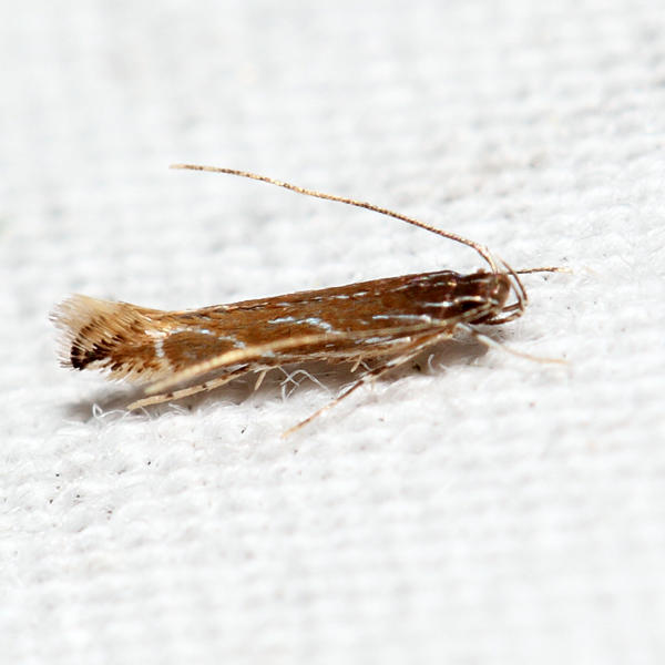 1500  Tanygona lignicolorella