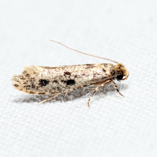 0411  European House Moth  Niditinea fuscella