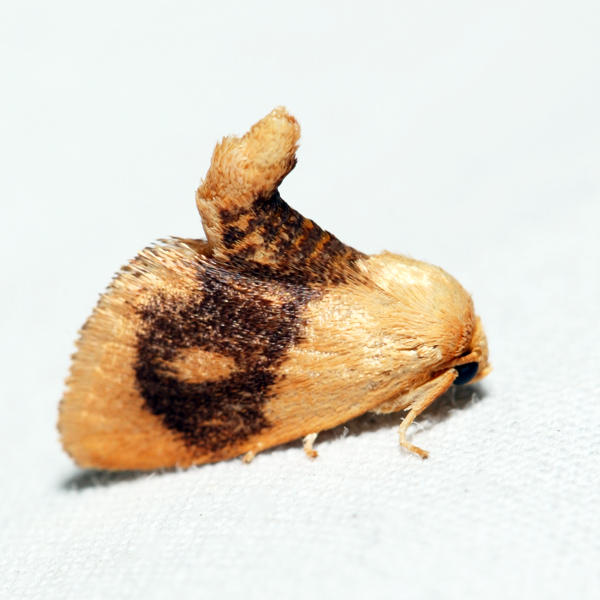 4654  Abbreviated Button Slug Moth  Tortricidia flexuosa