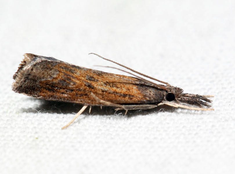 5379  Mottled Grass-veneer  Neodactria luteolellus