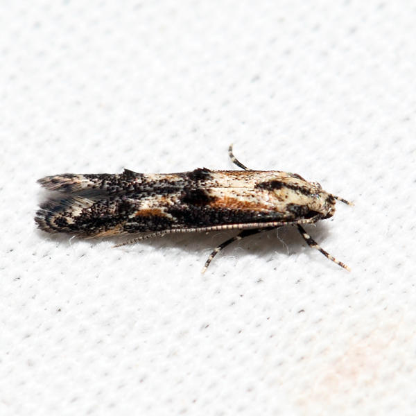 1461.1 - Apple Pith Moth - Blastodacna atra