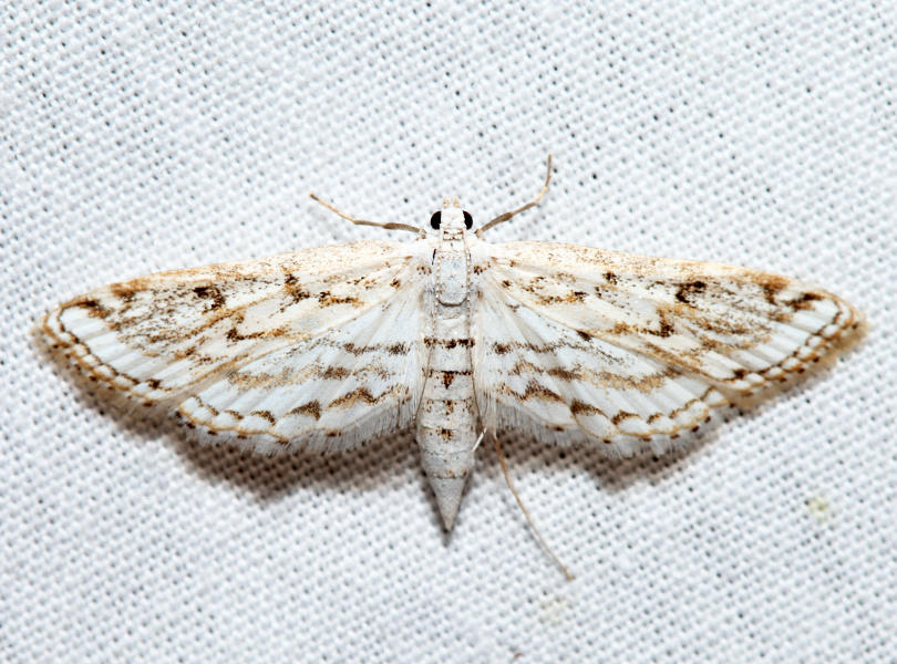 4764  Watermilfoil Leafcutter  Parapoynx allionealis