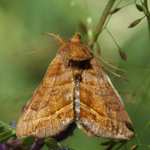 8896  Dark-spotted Looper  Diachrysia aereoides