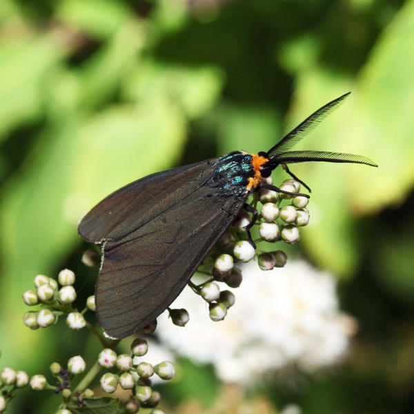 8262 - Virginia Ctenucha - Ctenucha virginica