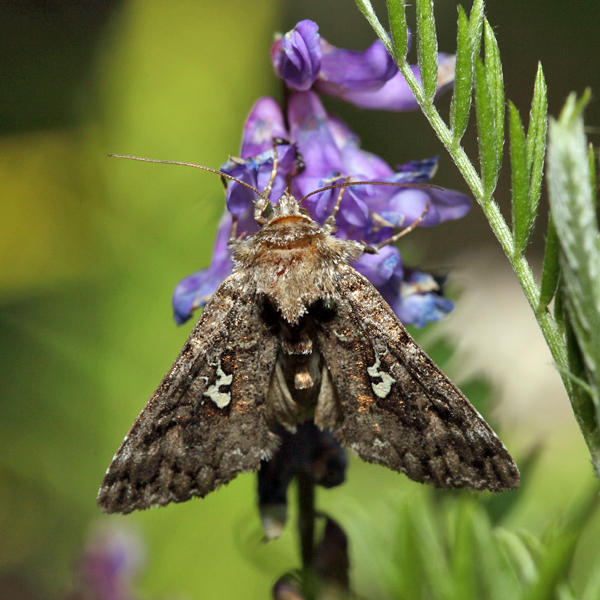 8926  Dusky Silver Y Moth  Syngrapha octoscripta