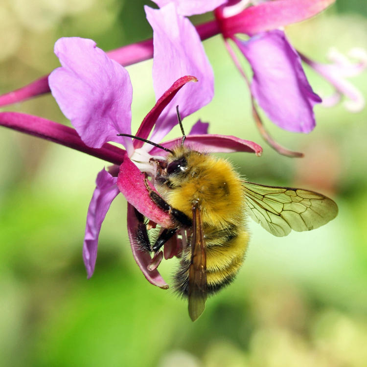 Perplexing Bumble Bee - Bombus perplexus