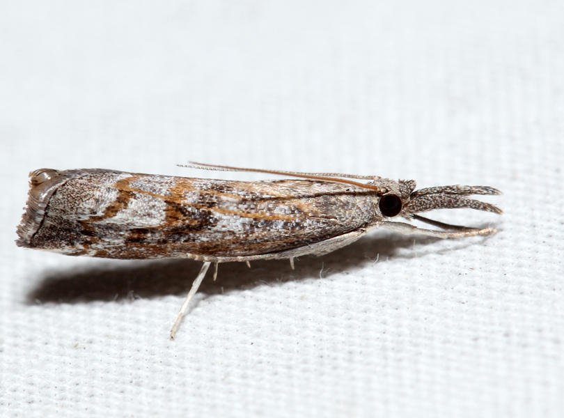  5380  Neodactria zeellus