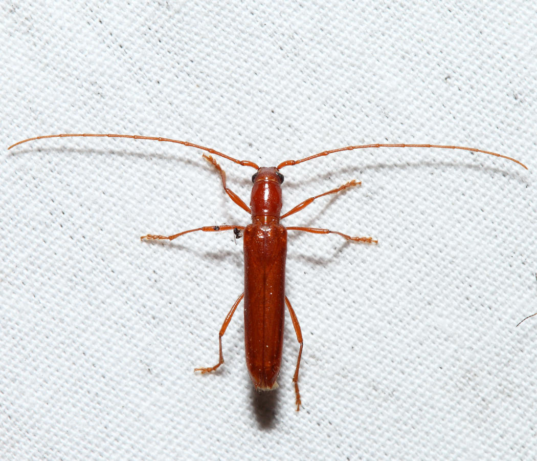 Branch Pruner - Psyrassa unicolor