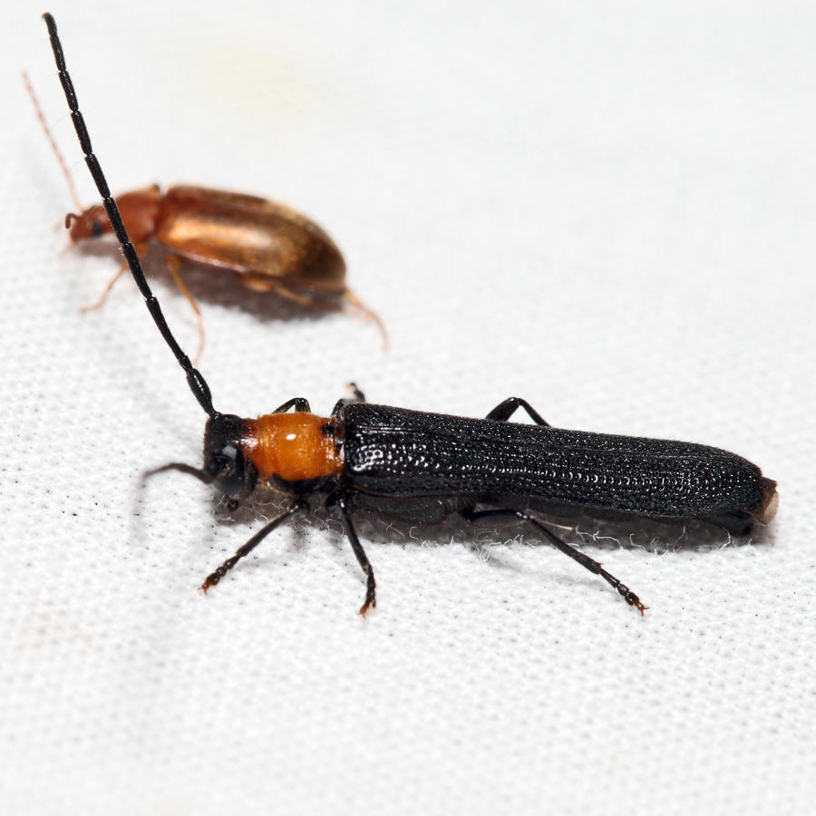 Raspberry Cane Borer - Oberea affinis