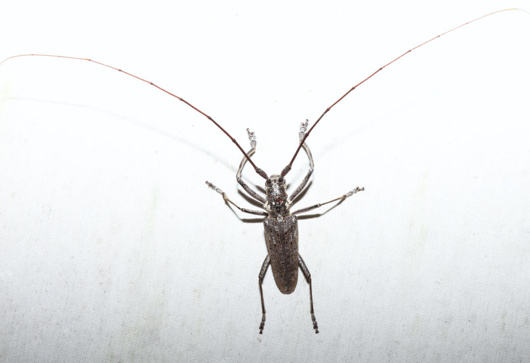 Northeastern Pine Sawyer - Monochamus notatus