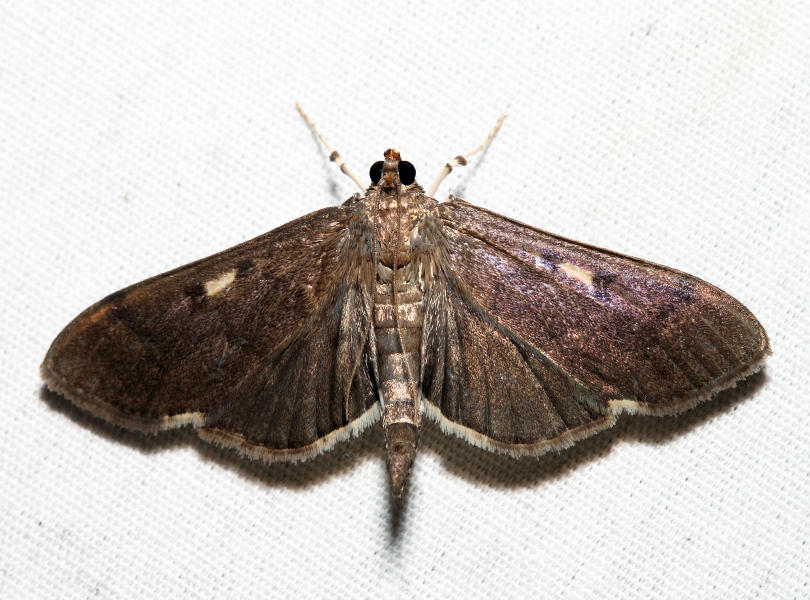 5279.1  Herpetogramma sphingealis