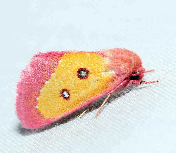 11055  Pink Star Moth  Derrima stellata