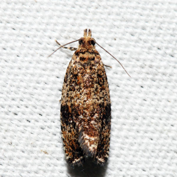 2859  Celypha Moth  Celypha cespitana