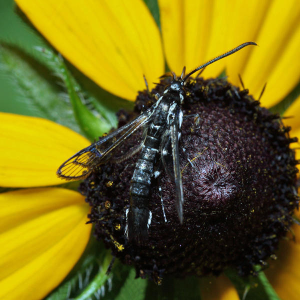 2550 - Lesser Peachtree Borer - Synanthedon pictipes