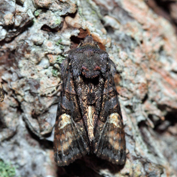 9545 - American Angle Shades - Euplexia benesimilis