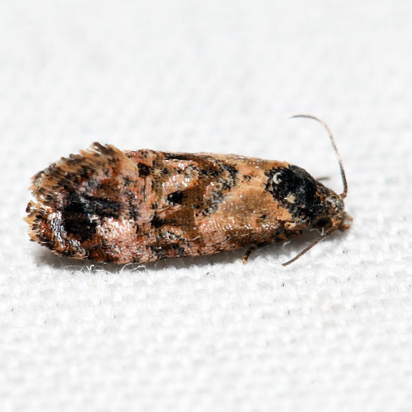 3776 - Hoffmans Cochlid - Cochylis hoffmanana 