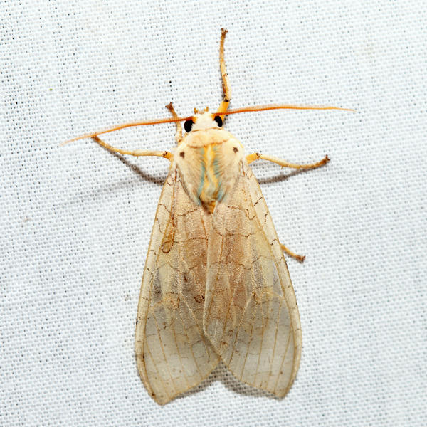 8203 - Banded Tussock Moth - Halysidota tessellaris