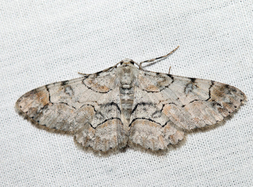 6588  Bent-line Gray  Iridopsis larvaria